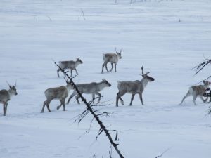 Surviving the Trans Labrador Highway in winter 19